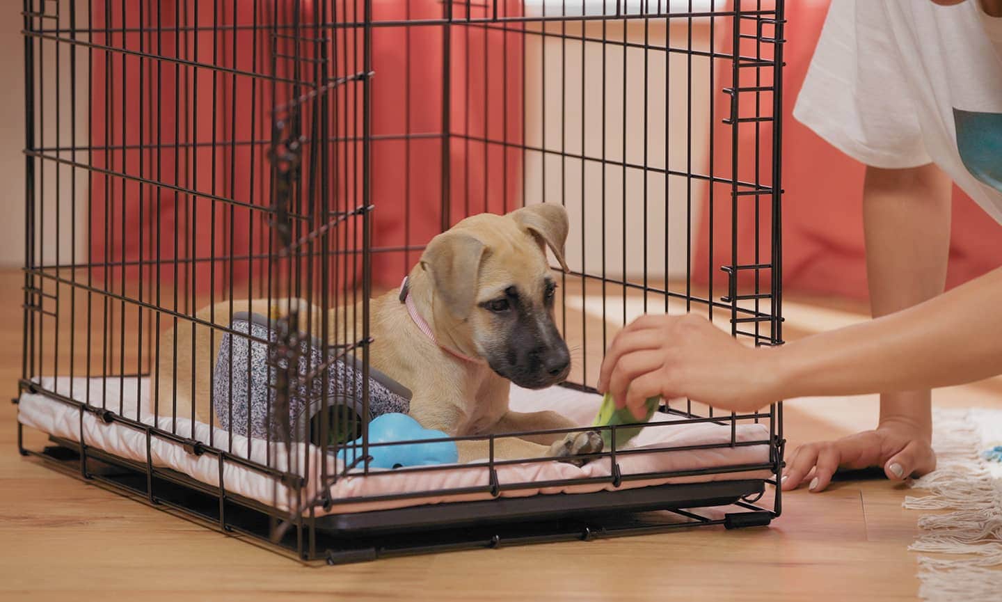 The Dos and Don’ts of Puppy Crate Training